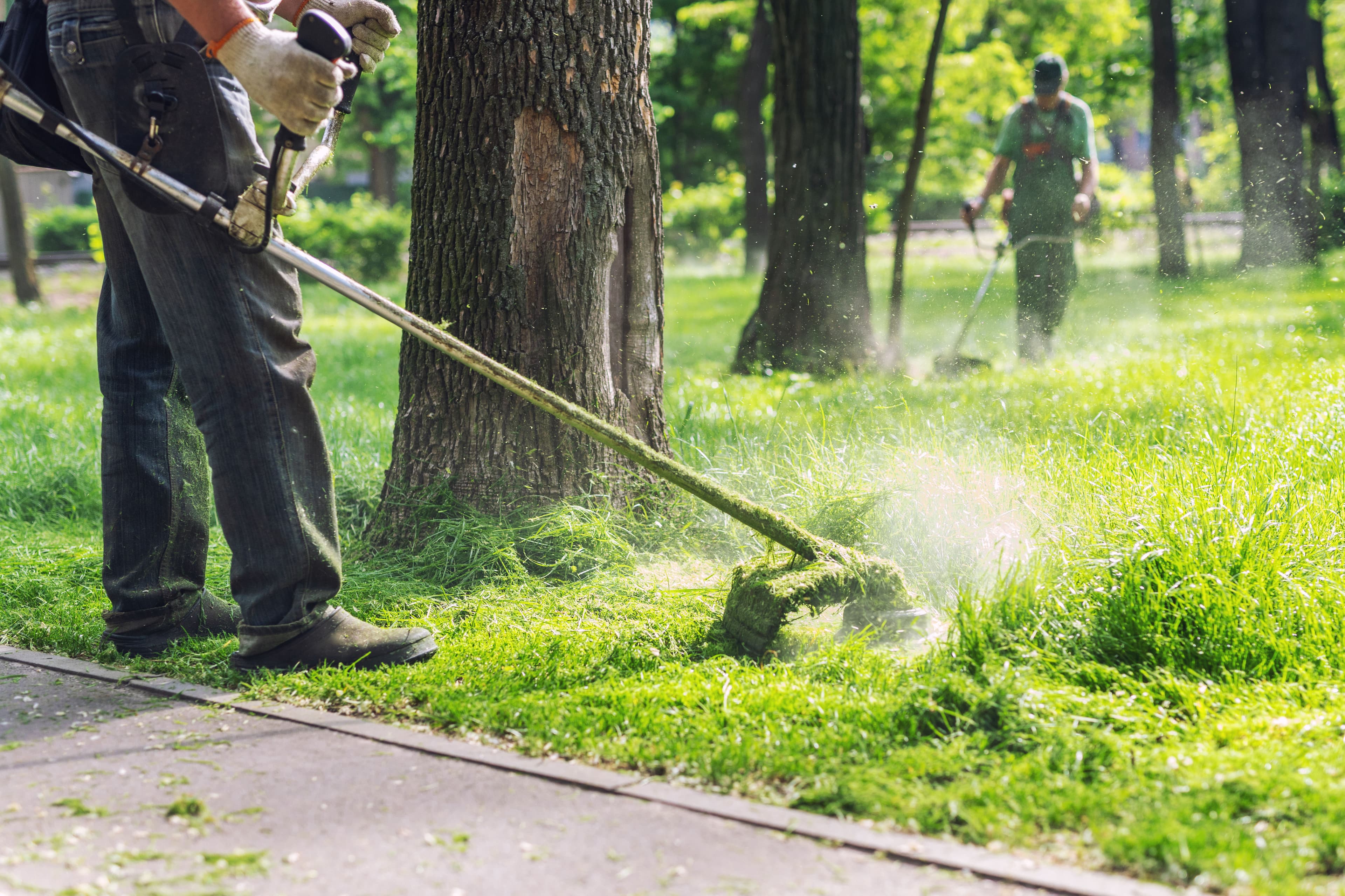 Lawn Maintenance image
