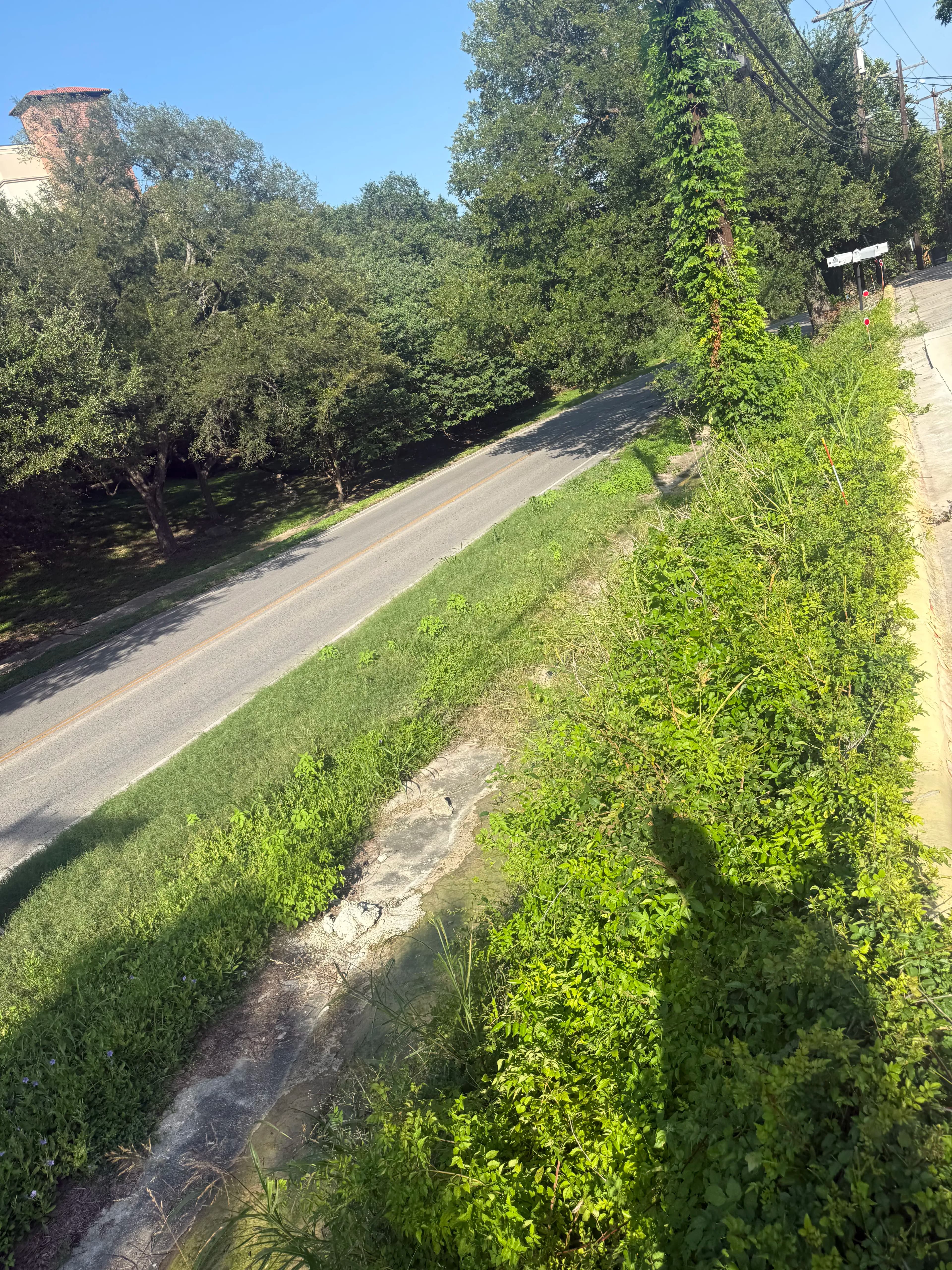 Project Overgrown Lot Cleanup Gets Results in San Marcos image