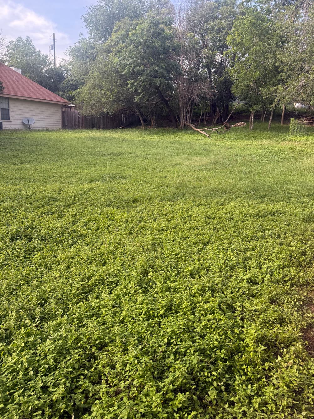 Lush green backyard with overgrown grass and trees, ideal for relaxation and gardening.