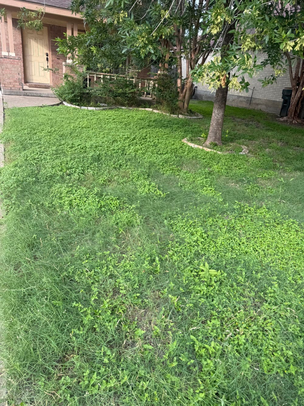 Lush green lawn with trees and shrubs near a brick house entrance.