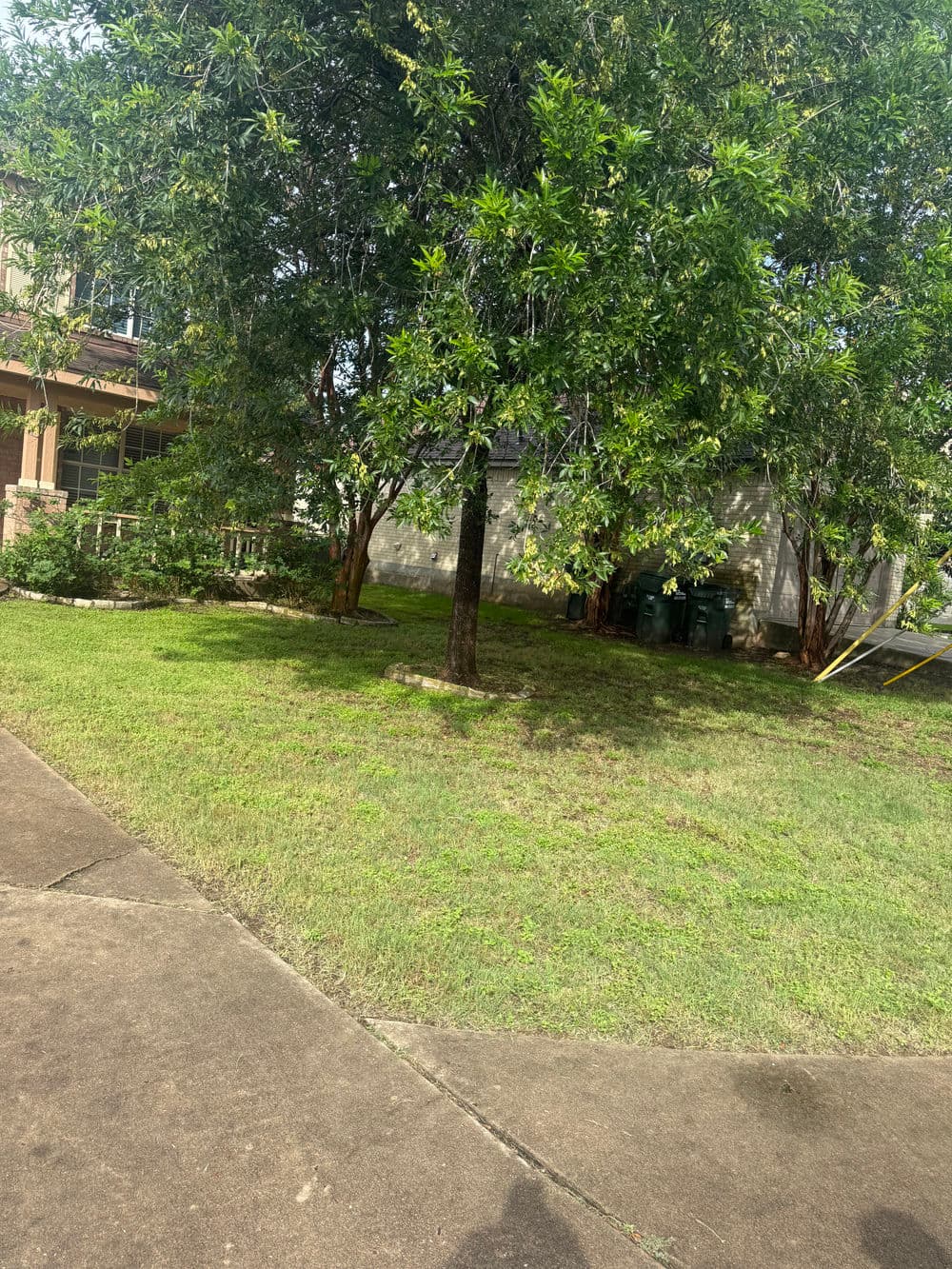 Lush green lawn with a large tree in a residential yard, featuring a concrete pathway.