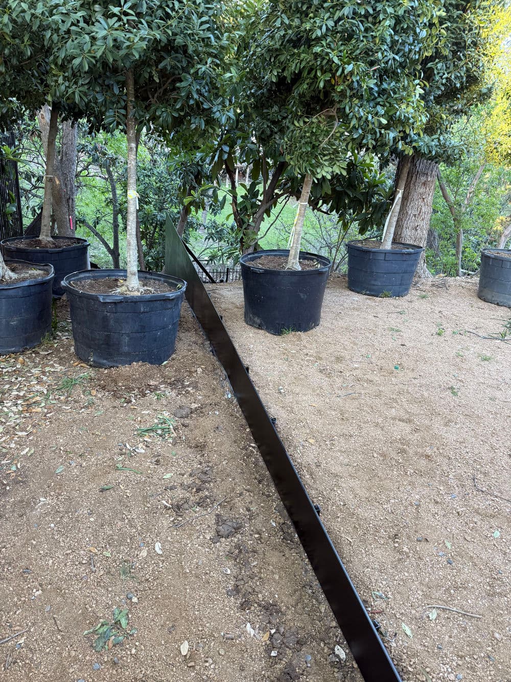 Potted trees in a garden with a black drainage trench on sandy soil.